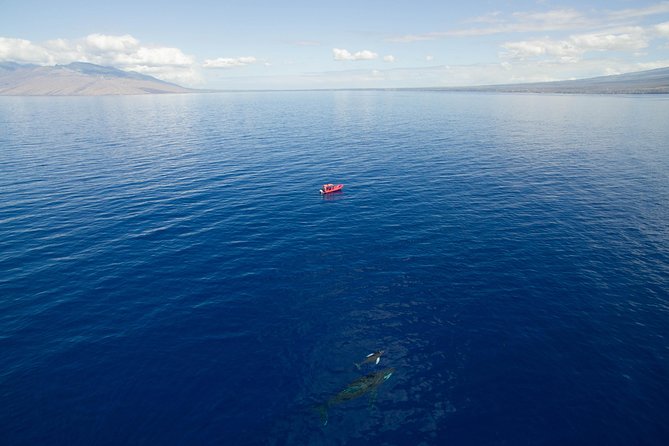 Maui Whale-Watching Tour by Raft from Kihei - What the ride feels like in real conditions