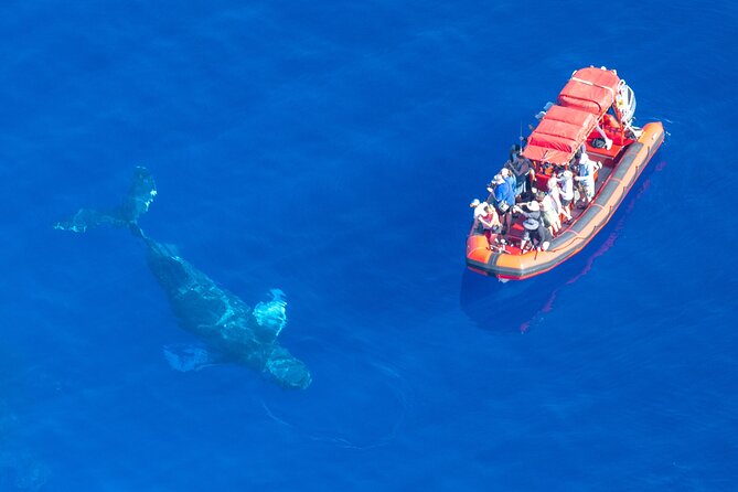 Maui Whale-Watching Tour by Raft from Kihei - How much whale watching fits into 90 minutes