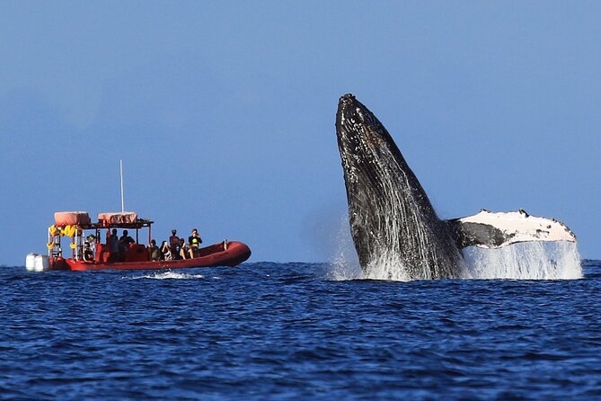 Maui Whale-Watching Tour by Raft from Kihei - Who will enjoy Redline Rafting most