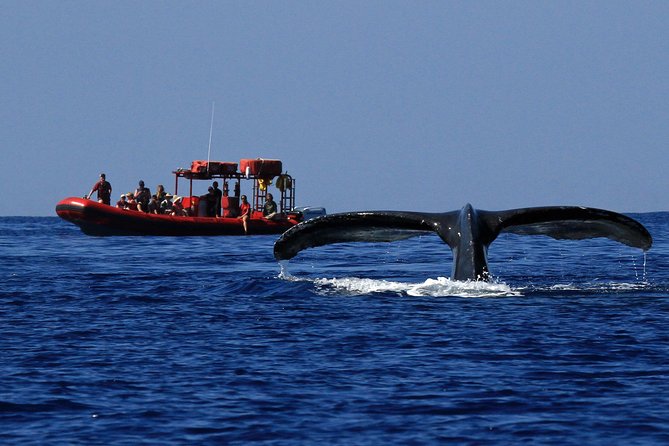 Maui Whale-Watching Tour by Raft from Kihei - Racing past Wailea and Keawakapu Beach