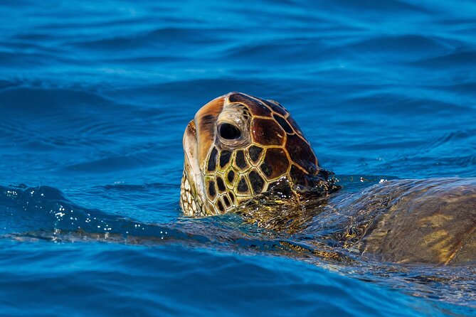 Moana’s Waikīkī Grand Guided Turtle Snorkel & Sailing Adventure - Getting Into the Water With Help Nearby