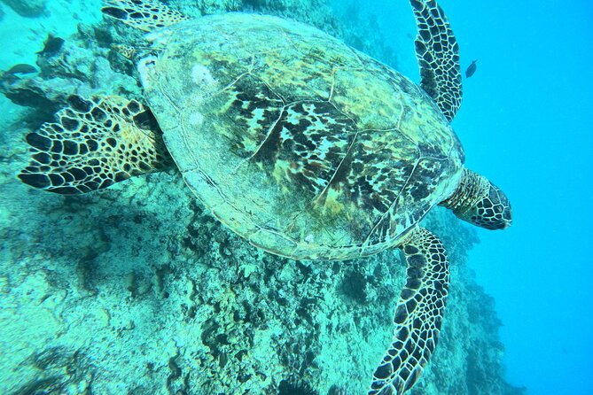 Moana’s Waikīkī Grand Guided Turtle Snorkel & Sailing Adventure - Sailing Back With a Complimentary Drink