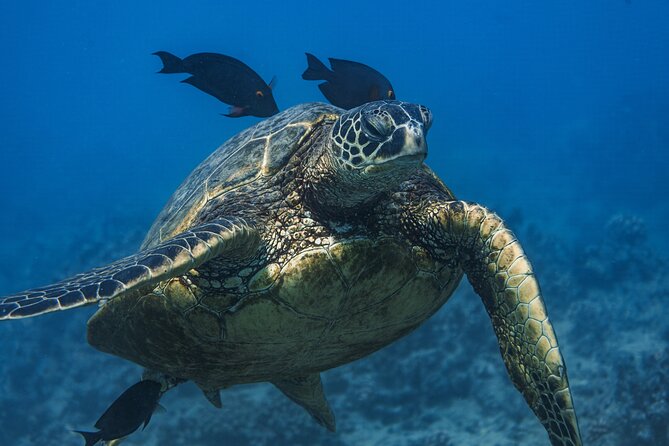 Moana’s Waikīkī Grand Guided Turtle Snorkel & Sailing Adventure - Reaching Turtle Canyon