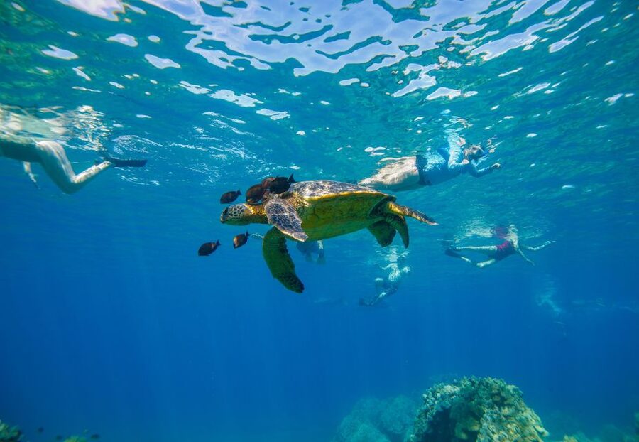 Molokini Crater Snorkel & Whale Watching (Dec 15 – Mar 30) - Meeting the Getaway at Makena Bay