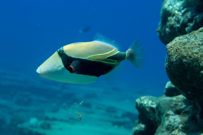 Ni'ihau and Na Pali Coast Snorkel Boat Tour - Rough water is the decision you should take seriously