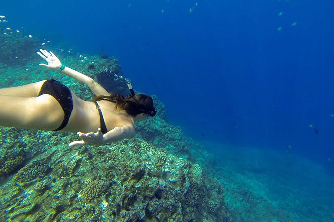 Ni'ihau and Na Pali Coast Snorkel Boat Tour - Who should book this Kauai boat tour?
