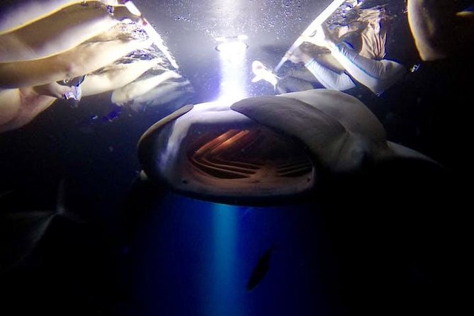 Night Manta Ray Experience - The 90-minute itinerary, from dock to manta site