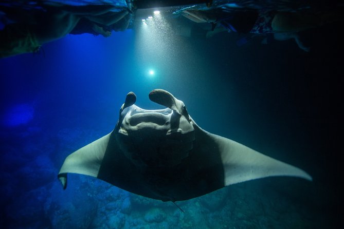 Night Manta Ray Experience - What the manta viewing is really like
