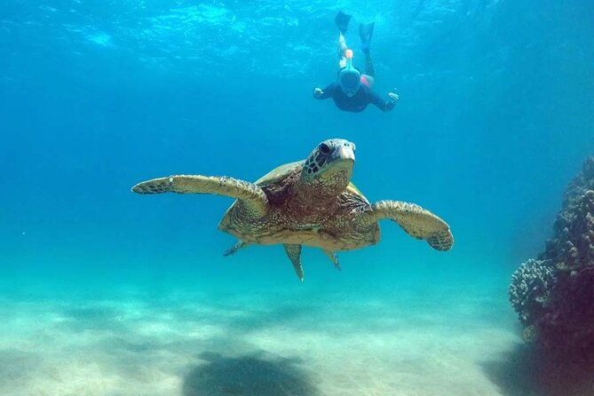Oahu 5-in-1 Deluxe Cruise: Turtle Snorkeling & Ocean Activities - Is $59 a good value?