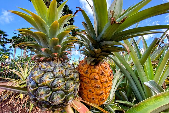 Oahu Circle Island Small Group Tour - Who should book this tour