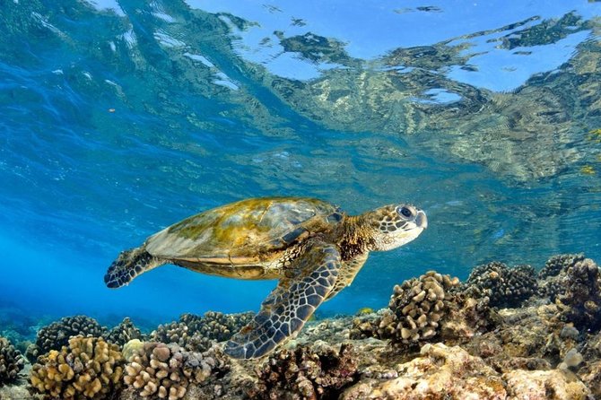 Oahu Circle Island Tour with Turtle Snorkeling— Small-Groups - A North Shore lunch with taro and shrimp
