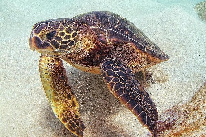 Oahu Circle Island Tour with Turtle Snorkeling— Small-Groups - North Shore beaches and fruit stands