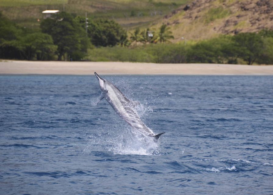 Oahu: Dolphin Swim and Turtle Snorkel Excursion in Waianae - Key points to know before booking