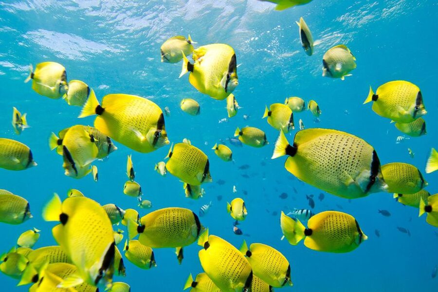 Oahu: Dolphin Swim and Turtle Snorkel Excursion in Waianae - Is $193 a fair price?