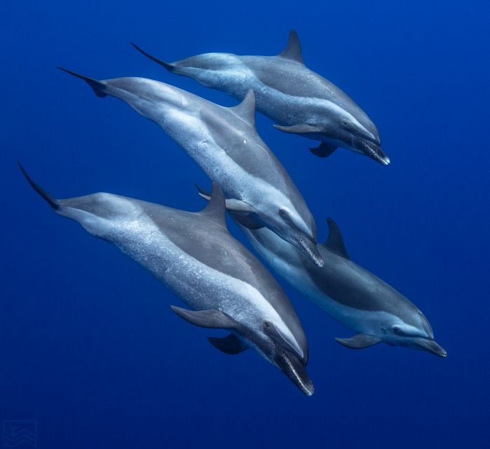Oahu: Dolphin Swim and Turtle Snorkel Excursion in Waianae - The 30-minute safety briefing sets the tone