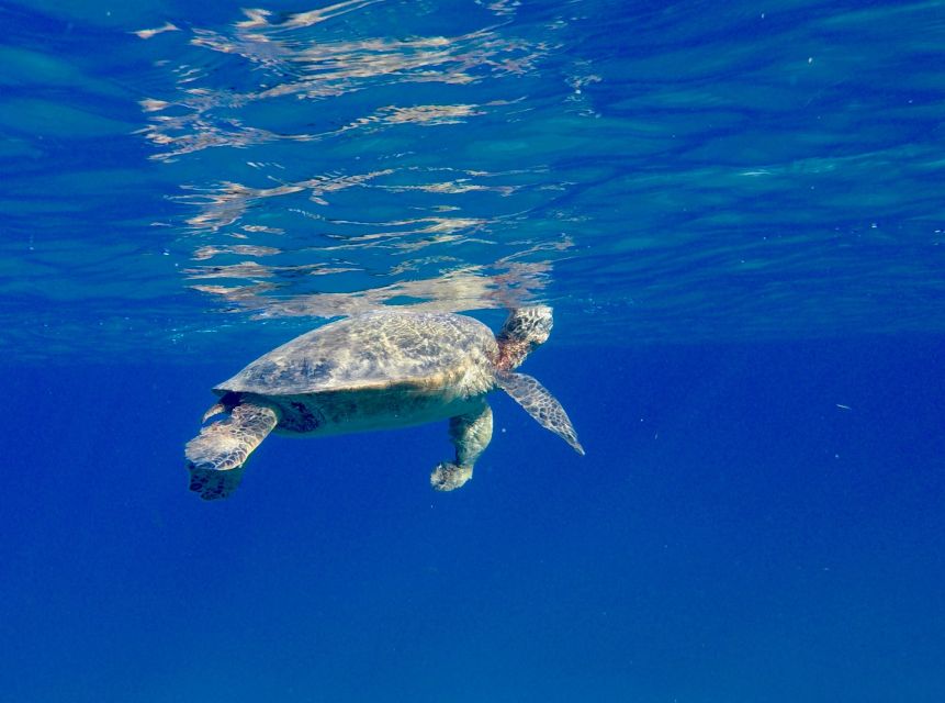 Oahu: Dolphin Swim and Turtle Snorkel Excursion in Waianae - Dolphins are the highlight, with an important condition