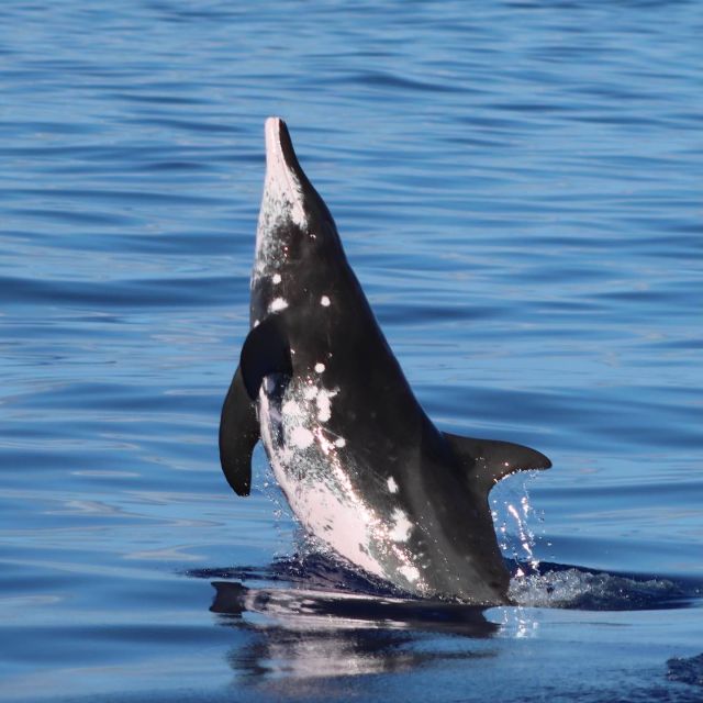 Oahu: Dolphin Swim and Turtle Snorkel Excursion in Waianae - Winter adds humpback whales to the outing