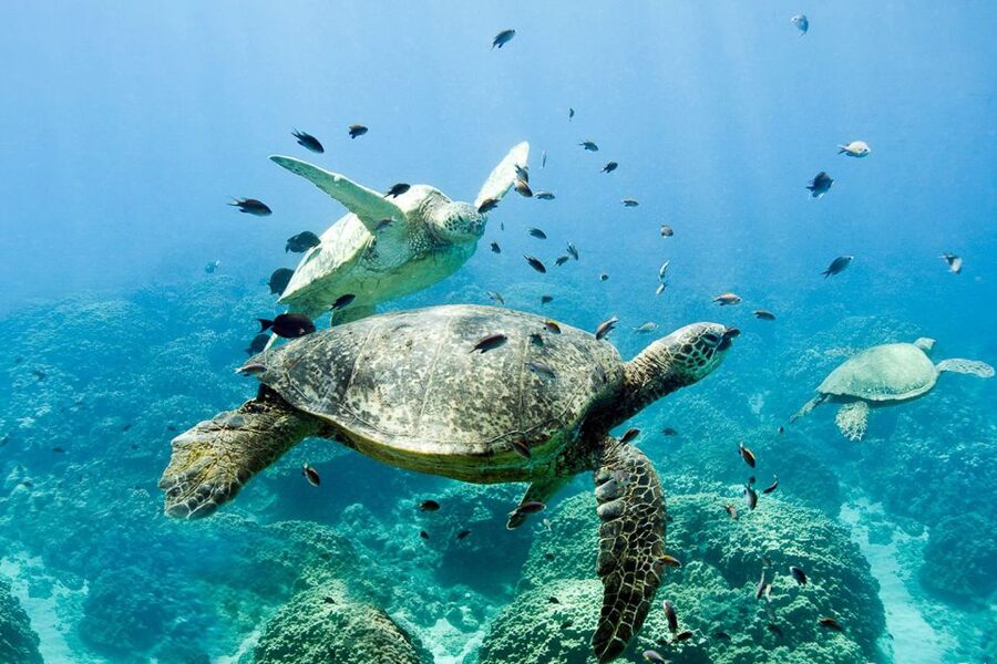Oahu: Dolphin Swim and Turtle Snorkel Excursion in Waianae - Snorkeling brings you back to turtles and reef life
