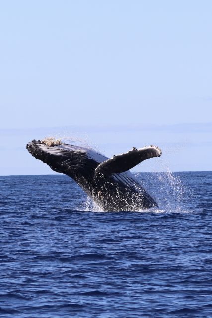 Oahu: Dolphin Swim and Turtle Snorkel Excursion in Waianae - Hotel pickup takes time, but removes a major hassle
