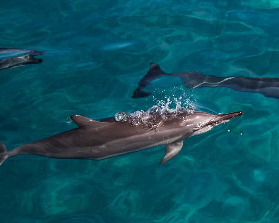Oahu: Dolphin Watching & Turtle Snorkeling with Waterslide - The opening safety briefing and boat ride