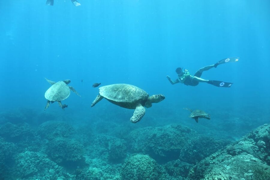 Oahu: Dolphin Watching & Turtle Snorkeling with Waterslide - Snorkeling with honu and tropical fish