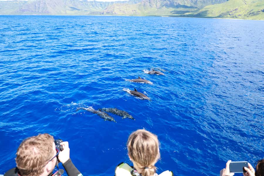 Oahu: Dolphin Watching & Turtle Snorkeling with Waterslide - The 20-foot waterslide and other onboard activities