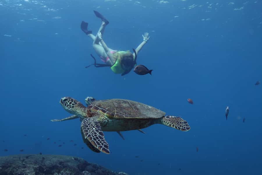 Oahu: Dolphin Watching & Turtle Snorkeling with Waterslide - Getting to Waianae Harbor from Waikiki or Ko Olina