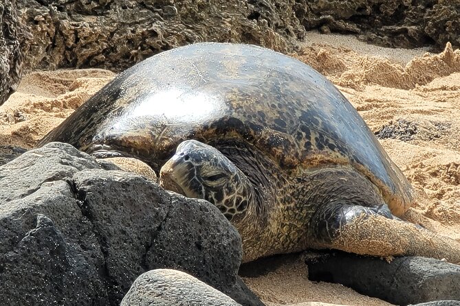 Oahu Fun Circle Island Tour With Pickup - Waimanalo, coastal roads, and the windward side