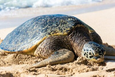 Grand Tour Around Island 16 Locations plus Snorkeling