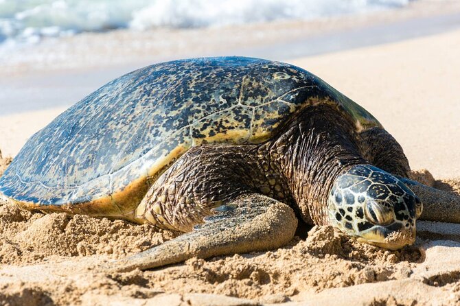 Oahu: Grand Tour Around Island 16 Locations plus Snorkeling - Diamond Head and the southeast coast