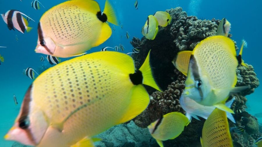 Oahu: Honolulu Turtle Canyon Snorkeling Tour - Key points to know before boarding