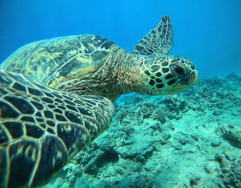 Oahu: Honolulu Turtle Canyon Snorkeling Tour - What the $138 price buys you