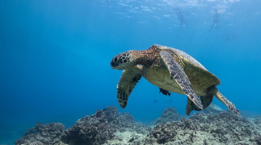 Oahu: Honolulu Turtle Canyon Snorkeling Tour - The boat ride toward Turtle Canyon