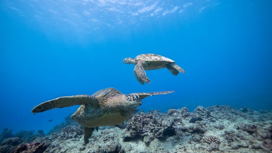 Oahu: Honolulu Turtle Canyon Snorkeling Tour - A second site and the limits of snorkeling