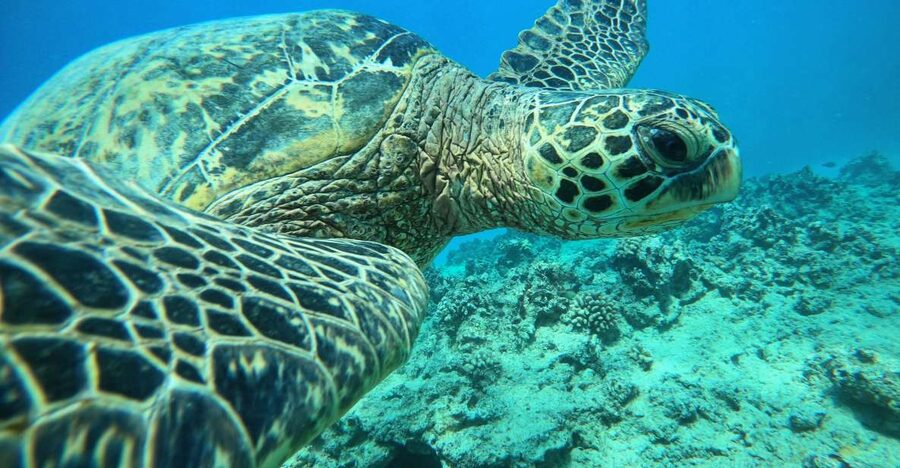Oahu: Honolulu Turtle Canyon Snorkeling Tour - Starting at Dive Oahu in Ala Moana