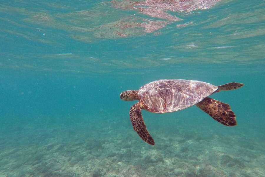 Oahu: Kailua Guided Kayak Excursion with Lunch - The kayak walk you should know about