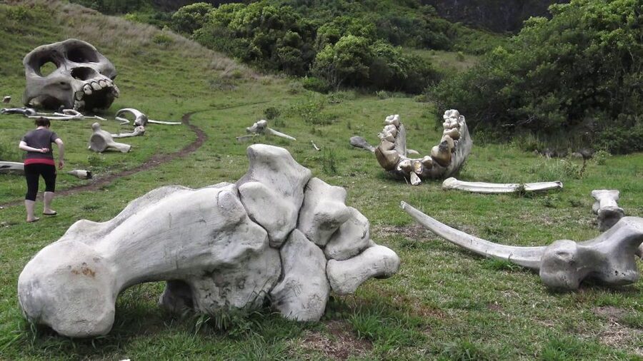 Oahu: Kualoa Movie Sites, Jungle, and Buffet Tour Package - Who will get the most from this experience