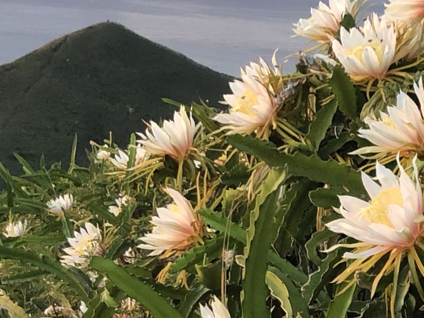 Oahu: Manoa Falls Hike and east side beach day - What the $150 price really covers