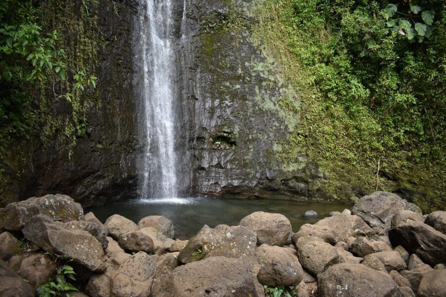 Oahu: Manoa Falls Waterfall Hike with Lunch and Transfers - Should you book Manoa Falls with lunch?
