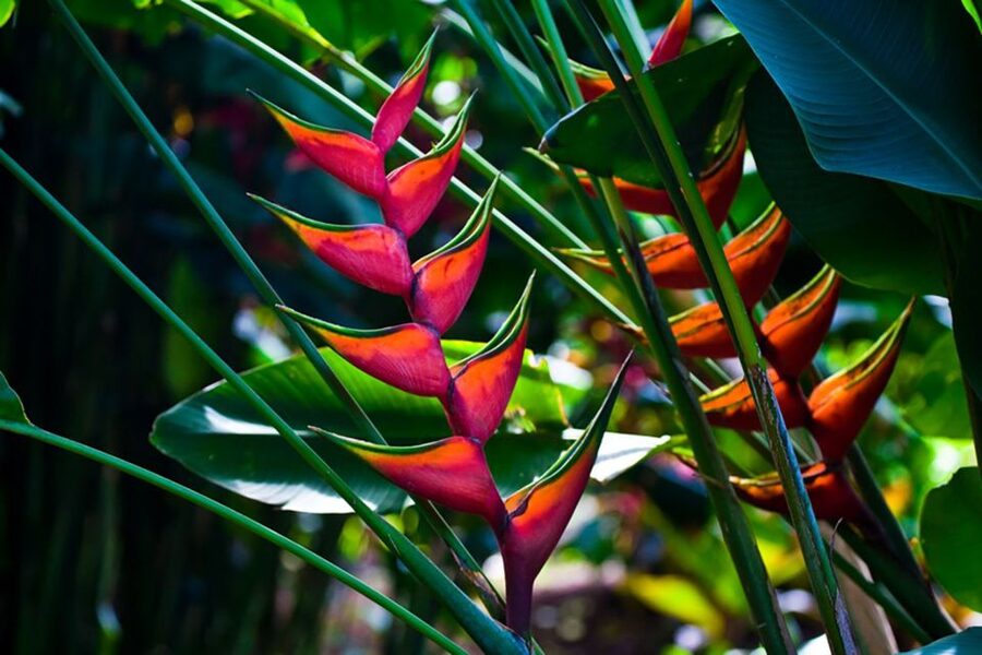 Oahu: Manoa Falls Waterfall Hike with Lunch and Transfers - What the five-hour schedule means