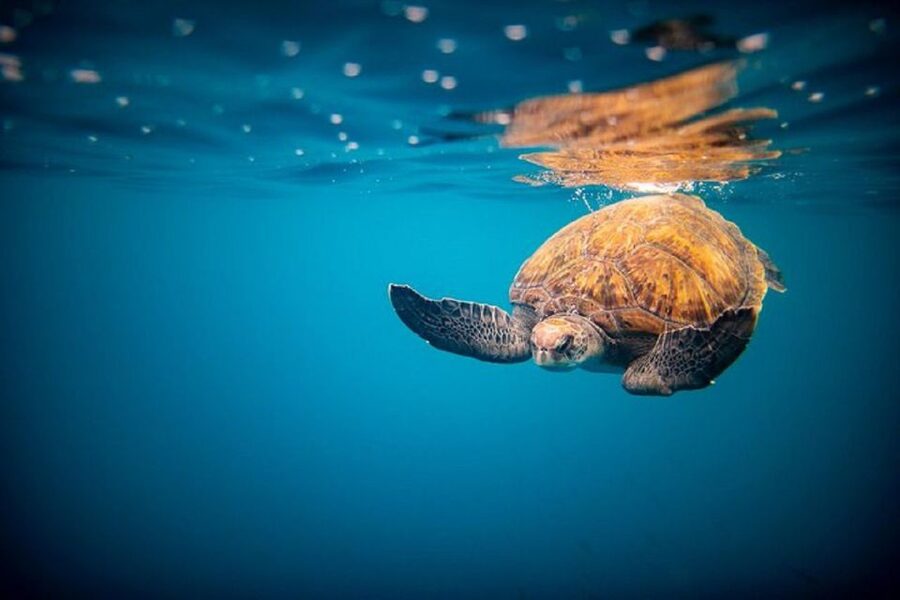 Oahu: North Shore Haleʻiwa: Private Boat Charter - Cruising Haleʻiwa’s marine waters