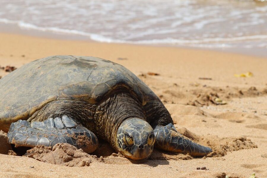 Oahu: Oahu Ultimate Grand Circle Island Tour - Makapuʻu Point and the windward coast