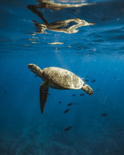 Oahu: Private Catamaran Sunset Cruise & Optional Snorkeling - Why a private catamaran changes the evening