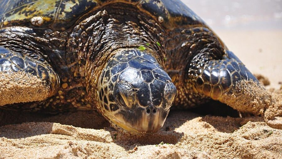 Oahu: Private Custom Island Tour - Southeast Oahu: blowholes, beaches, and sharp sea views