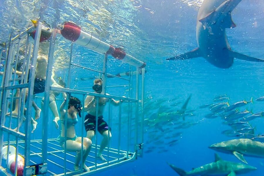 Oahu: Shark Cage Dive on the North Shore - FAQ