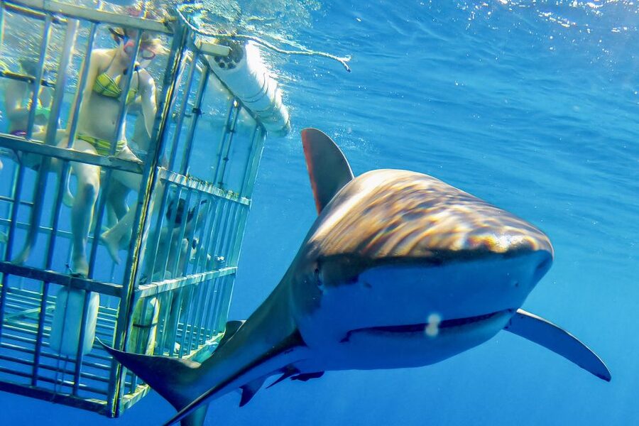 Oahu: Shark Cage Dive on the North Shore - From Haleiwa Harbor to the open Pacific