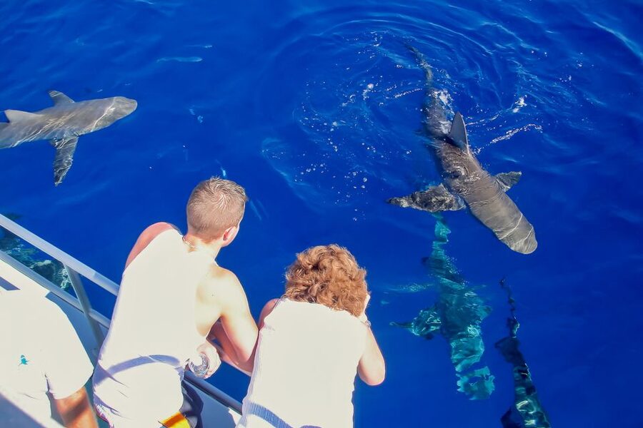 Oahu: Shark Cage Dive on the North Shore - The water conditions deserve respect