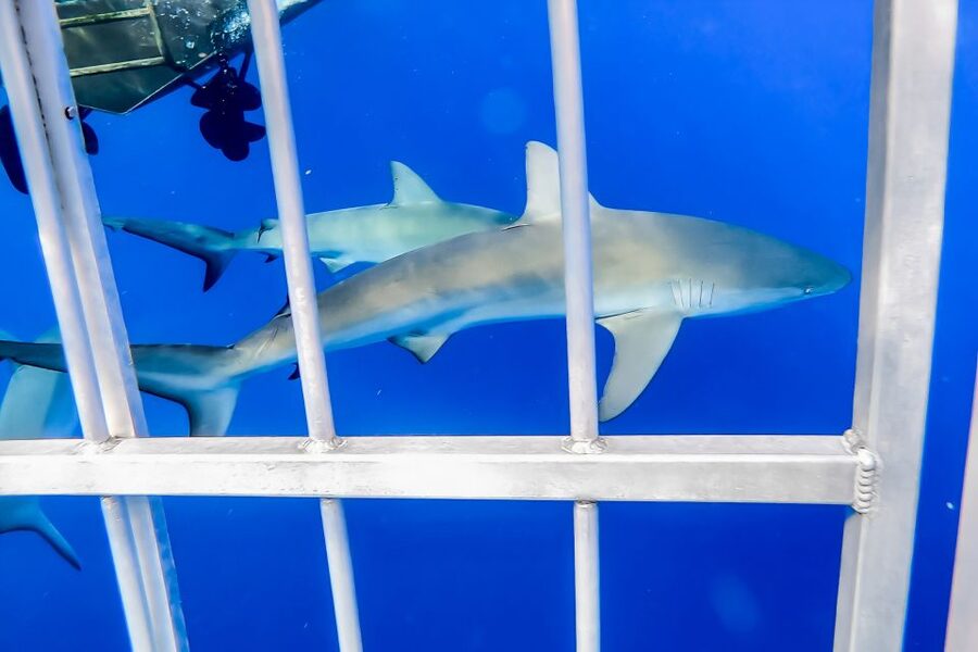 Oahu: Shark Cage Dive on the North Shore - How much value do you get for $99?