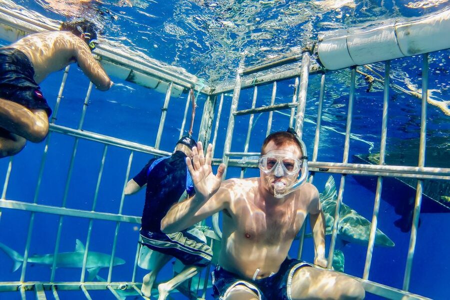 Oahu: Shark Cage Dive on the North Shore - Wildlife beyond the sharks