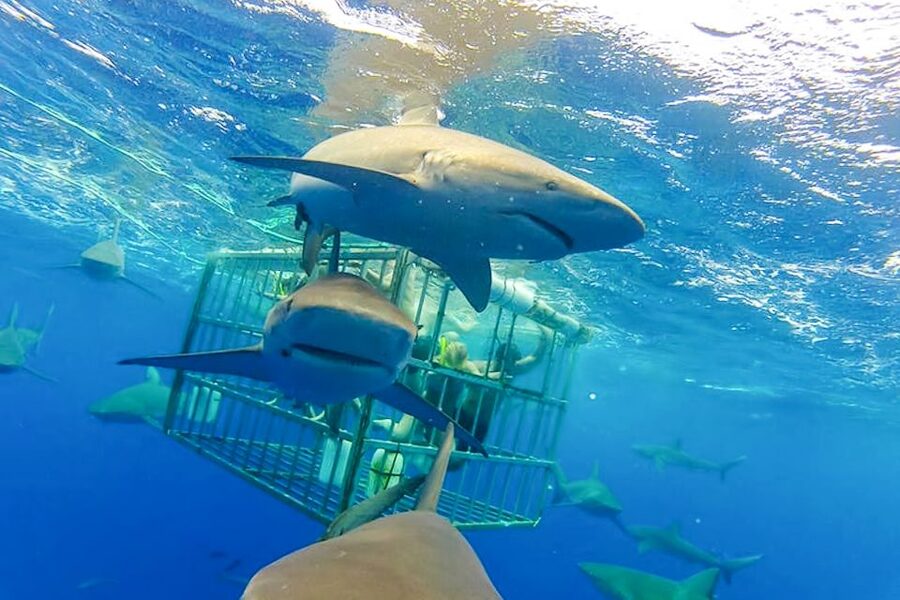 Oahu: Shark Cage Dive on the North Shore - Should you book the North Shore shark cage swim?